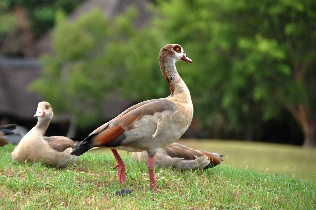 Kruger Park Lodge Unit No. 524 เฮซีวิว ภายนอก รูปภาพ