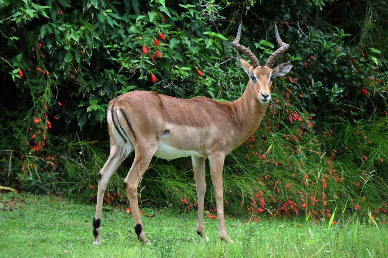 Kruger Park Lodge Unit No. 524 เฮซีวิว ภายนอก รูปภาพ